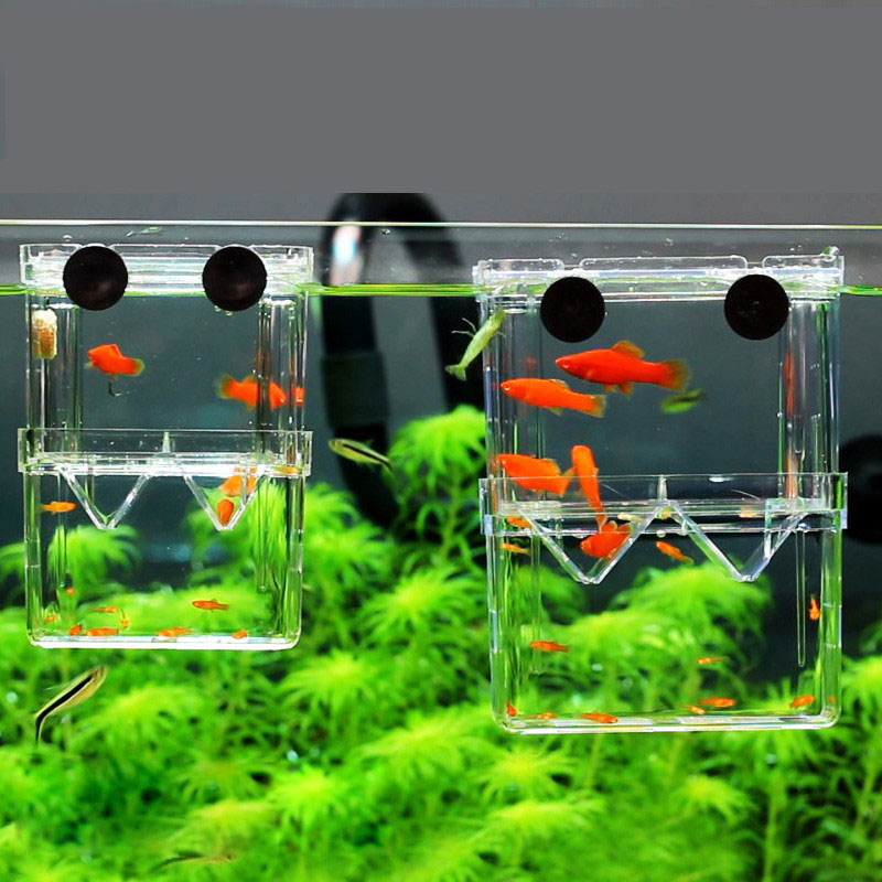 Peacock Fish Breeding Isolatio - Betta Fish Tank 评论和价格